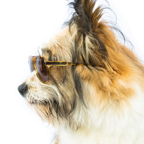 sehstern-mitarbeiter-watson-2026 Dog Watson, Optik Sehstern